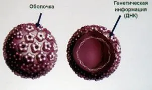 A vakcina „Gardasil” utasítás leírás, mellékhatások, szövődmények (csak STD) A vakcina „Gardasil” utasítás leírás, mellékhatások, szövődmények