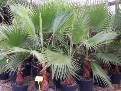 Washingtonia otthoni gondozást metszés és szaporítása