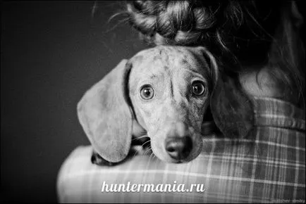 Védőoltás a hazai kutyák (állatorvosi tanácsadás), huntermania (tipp) Védőoltás a hazai kutyák (állatorvosi tanácsadás), huntermania