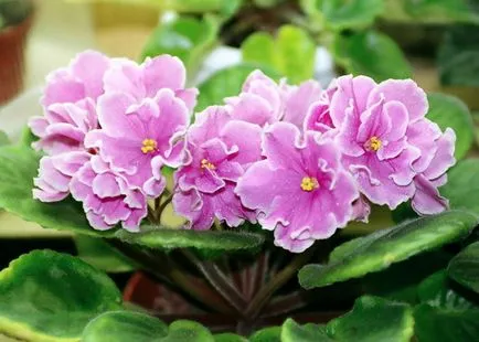 Ibolya ápolási otthon, fotók