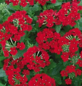 Verbena officinalis ahol növekszik, gyógyító tulajdonságokkal