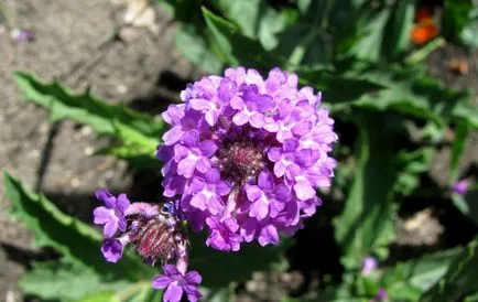Verbena officinalis ahol növekszik, gyógyító tulajdonságokkal