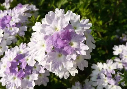 Verbena officinalis ahol növekszik, gyógyító tulajdonságokkal