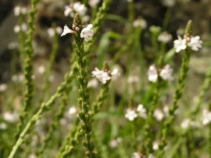 Verbena officinalis - hasznos tulajdonságai és alkalmazásai, egészségügyi könyv (vasfű) Verbena officinalis - hasznos tulajdonságai és alkalmazásai, egészségügyi könyv