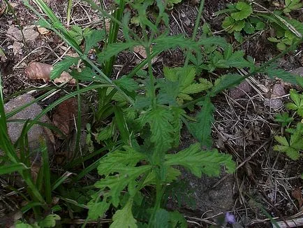 Verbena officinalis - hasznos tulajdonságai és alkalmazásai, egészségügyi könyv (alkalmazás) Verbena officinalis - hasznos tulajdonságai és alkalmazásai, egészségügyi könyv