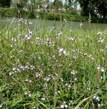 Verbena officinalis - hasznos tulajdonságai és alkalmazásai, egészségügyi könyv (sebek) Verbena officinalis - hasznos tulajdonságai és alkalmazásai, egészségügyi könyv