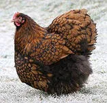 Kedvező Orpington - etetés, a lakhatás, a mezőgazdasági baromfik