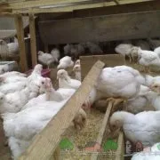 Termesztése és gondozása a broiler csirkék (brojlercsirke otthon) Termesztése és gondozása a broiler csirkék