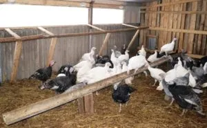 Növekvő pulyka otthon üzleti kezdőknek (kezdő) Növekvő pulyka otthon kezdőknek üzleti