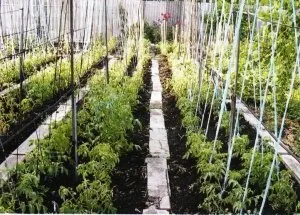 Paradicsom nőnek legjobb tippeket ültetés és gondozás (ellátás és termesztése paradicsom) Paradicsom nőnek legjobb tippeket ültetés és gondozás