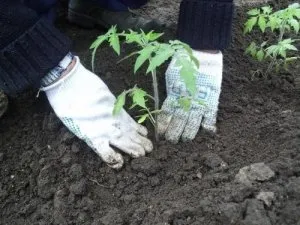 Paradicsom nőnek legjobb tippeket ültetés és gondozás (közvetlenül az ültetés után) Paradicsom nőnek legjobb tippeket ültetés és gondozás