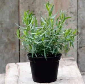 Növekvő tárkony az ablakpárkányon egész évben (tárkony) Növekvő tárkony az ablakpárkányon egész évben