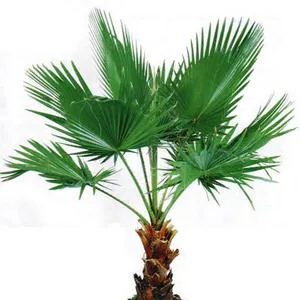 Termesztése és gondozása otthon egy pálmafa Washington (Nature Palm Washington) Termesztése és gondozása otthon tenyér Washingtonia