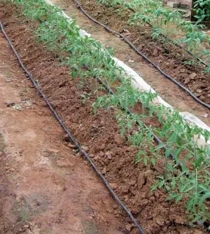 Paradicsom nőnek legjobb tanácsot és gondozás ültetés (a paradicsom termesztése szabadföldi) Paradicsom nőnek legjobb tippeket ültetés és gondozás