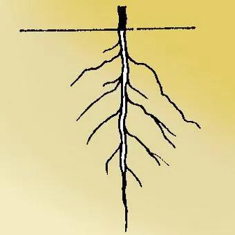 Típusai gyökerek és gyökérzettel