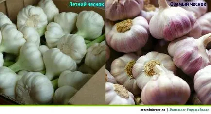 Növekvő fokhagyma otthon