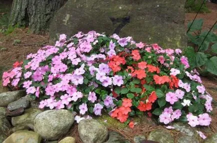 Termesztés balzsam (65 fotó) a magokat a nyílt terepen az országban, grade, leírás, ültetés,