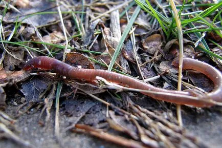Shed a féreg - a hulladék gyűjtése, tárolása és amit a takarmány férgek Nightcrawlers (vypolzok) Shed a féreg - a hulladék gyűjtése, tárolása és amit a takarmány férgek Nightcrawlers