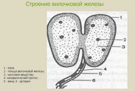 Thymus - hormonok és funkciók az emberi szervezetben (funkció) Thymus - hormonok és funkciók az emberi szervezetben