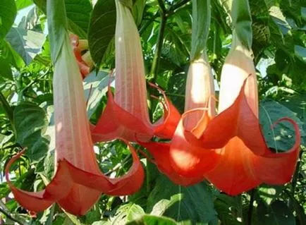 Termesztés Brugmansia különös gonddal virág őszi, téli ültetés a nyílt terepen, a (Brugmansia kell mennie) Termesztés Brugmansia különös gondot egy virág ősszel, télen, leszállás a nyílt terepen, a