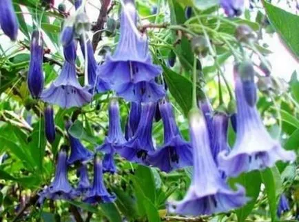 Termesztés Brugmansia különös gonddal virág őszi, téli ültetés a nyílt terepen, a (Brugmansia) Termesztés Brugmansia különös gondot egy virág ősszel, télen, leszállás a nyílt terepen, a