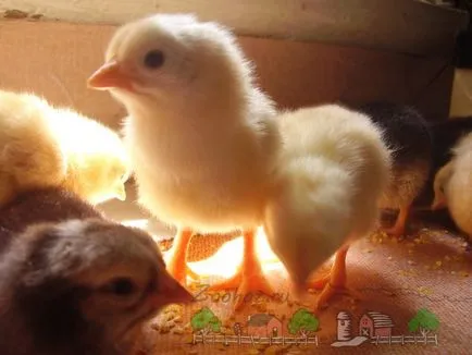 Termesztése és gondozása a broiler csirkék (növekvő) Termesztése és gondozása a broiler csirkék