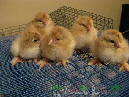 Növekvő és gondoskodó a broiler csirkék (csirkék) Termesztése és gondozása a broiler csirkék