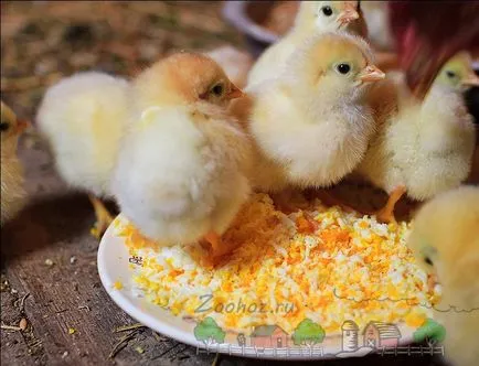 Növekvő és gondoskodó a broiler csirkék (brojlercsirke) Termesztése és gondozása a broiler csirkék