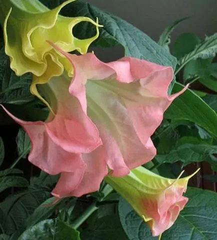 Termesztés Brugmansia különös gonddal virág őszi, téli ültetés a nyílt terepen, a (primer) Termesztés Brugmansia különös gondot egy virág ősszel, télen, leszállás a nyílt terepen, a