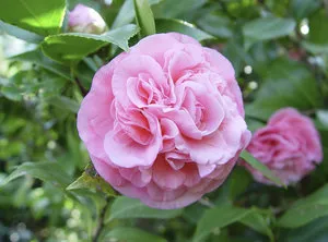Termesztés szoba Camellia részletes leírása az összes lépést (Camellia) Termesztés szoba kamélia részletes leírását minden szakaszában