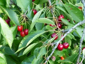cseresznye termesztés ültetés és gondozás, szaporítás, metszés, betegségek, kártevők (betegség) cseresznye termesztés ültetés és gondozás, szaporítás, metszés, betegségek, kártevők