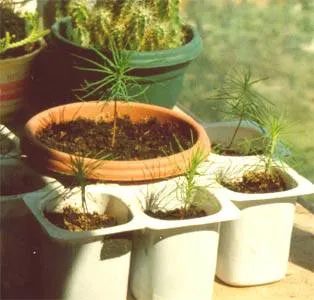 Pine növekvő magról