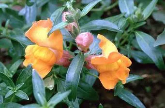 Növekvő palánták snapdragons - Végigjátszás (Lion) Palántanevelés snapdragons - végigjátszás