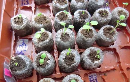 Növekszik a magok Pelargonium gyakorlati tippeket otthonában