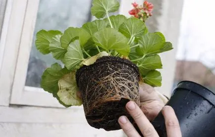 Növekszik a magok Pelargonium gyakorlati tippeket otthonában