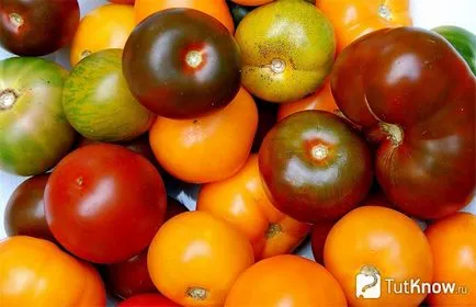 Az a paradicsom termesztése az ország kiválasztásával fajták ültetés előtt és karbantartás