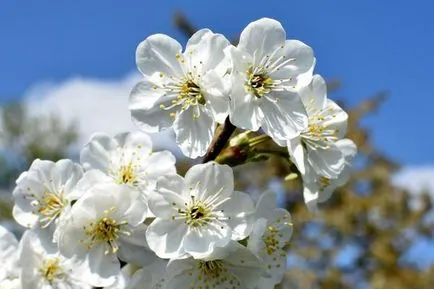 Cherry tenyésztés, ültetés és gondozás