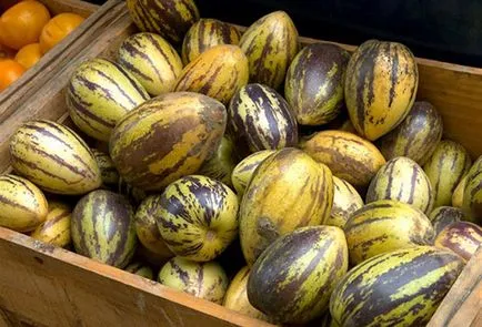 Növekvő pepino haza magok és dugványok