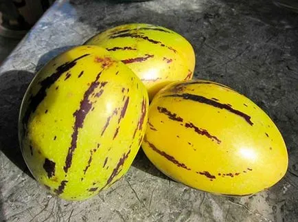 Növekvő szinte pepino dinnye (fénycsövek) Növekvő szinte pepino dinnye