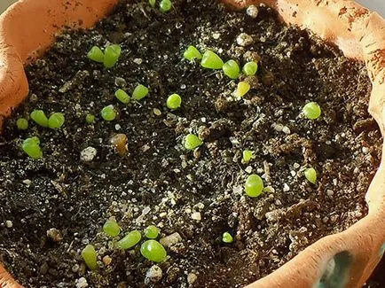 Növekvő Lithops vetőmag, karbantartása és tisztítása az otthoni videó környezet (Lithops) Növekvő Lithops vetőmag, karbantartása és tisztítása az otthoni videó környezet