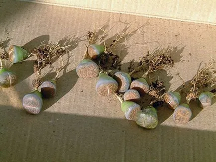 Növekvő Lithops vetőmag, karbantartása és tisztítása az otthoni videó környezet (növekvő Lithops) Növekvő Lithops vetőmag, karbantartása és tisztítása az otthoni videó környezet