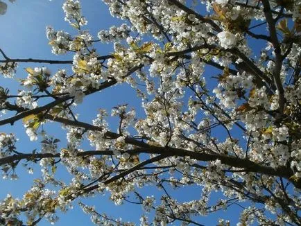 Cherry tenyésztés, ültetés és gondozás