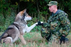 Wolf-dog, hogy tudjuk róluk egy kutya, egy farkas hibrid, képességgel, az egészségügy, a tartalom használatát (karakter) Wolf-dog, hogy tudjuk róluk egy kutya, egy farkas hibrid, képességgel, az egészségügy, a használata tartalom