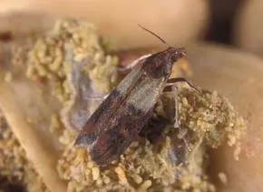 Pest a kertben - moly