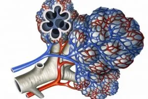 A nikotin kárt az emberi test (kár) nikotin kárt az emberi test