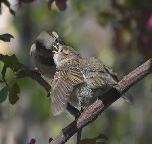 Sparrow - leírása, életmód jellemzőit, érdekességek