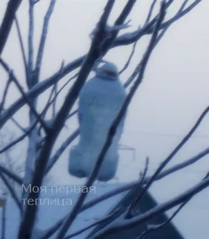 Verebek téli vagy madár etetők (veréb) Verebek télen, vagy madár etetők