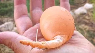 Itt van, hogy a bolygónk nézne ha az emberiség eltűnik