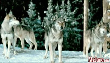 Wolf-dog, hogy tudjuk róluk egy kutya, egy farkas hibrid, képességgel, az egészségügy, a tartalom használatát (a farkas) Wolf-dog, hogy tudjuk róluk egy kutya, egy farkas hibrid, képességgel, az egészségügy, a használata tartalom