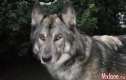 Wolf-dog, hogy tudjuk róluk egy kutya, egy farkas hibrid, képességgel, az egészségügy, a tartalom használatát (a farkas) Wolf-dog, hogy tudjuk róluk egy kutya, egy farkas hibrid, képességgel, az egészségügy, a használata tartalom